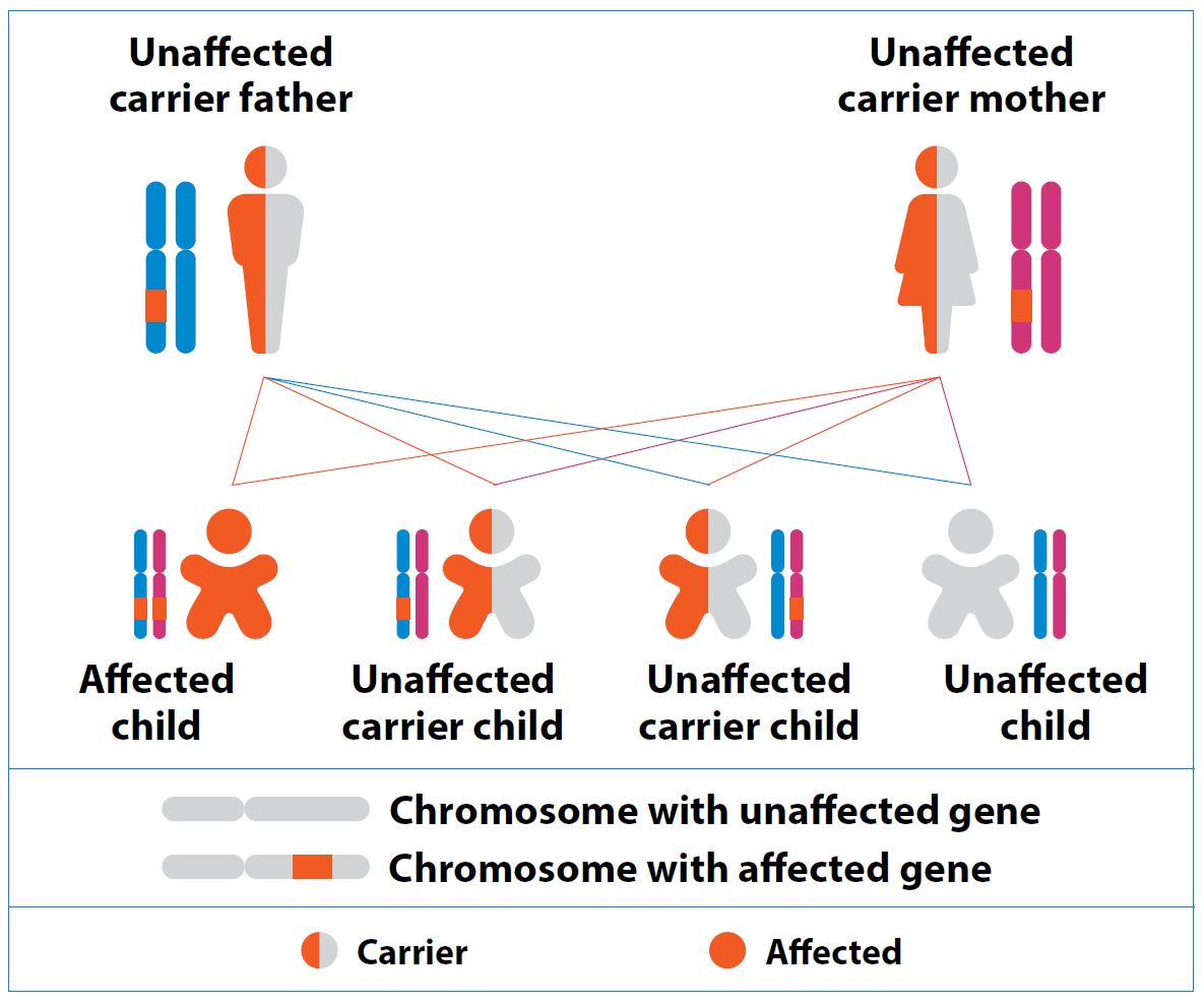 Autosomal recessive IRDs