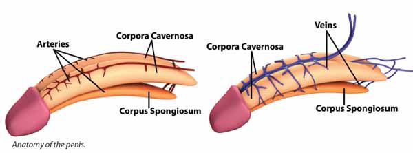 erectile dysfunction conditions & treatments